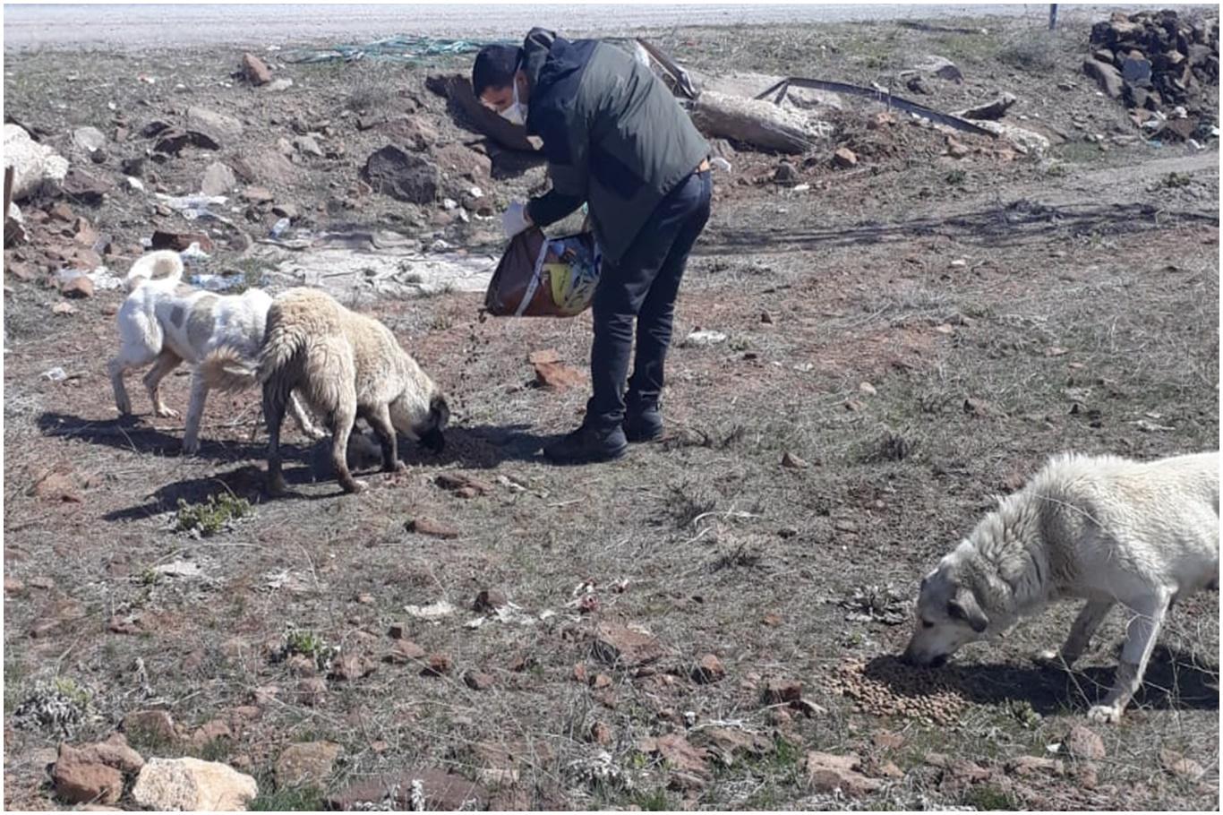 Bitlis’te sokak hayvanları için yiyecek ve mama bırakıldı